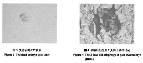 液氮運輸罐短期儲存胚胎的可行性研究的結果